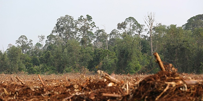 Тропические леса теряют способность поглощать углекислый газ. Ученые бью тревогу