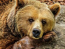Микрогрузовик сбил медведя в Хабаровском крае