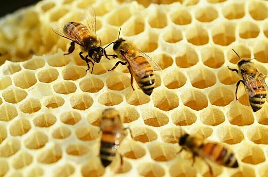 Олег Лебедев рассказал, как можно увеличить популяцию пчел