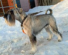Глава Малопургинского района Удмуртии объявил о поиске своего пса Жигана