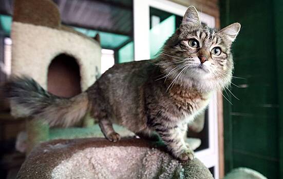 Россиянин жестоко расправился с соседкой из-за пропавшего кота