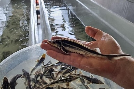 В водоемы Дагестана за год выпустили 24 млн молоди осетра, лосося и кутума