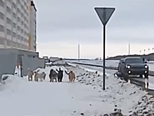 Опасных собак в Солнечном-2 обещают выловить за новогодние каникулы