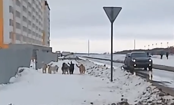 Опасных собак в Солнечном-2 обещают выловить за новогодние каникулы