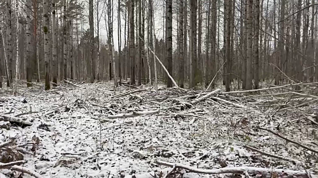 Родственники директора омской лесозаготовительной фирмы заподозрены в незаконной рубке деревьев