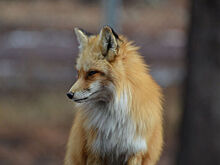 В Кузбассе бешеная лиса отправила в больницу двоих человек