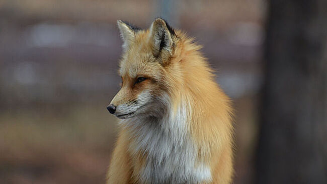 В Кузбассе бешеная лиса отправила в больницу двоих человек