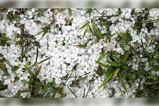 В Воронежской области ввели режим ЧС из-за гибели сельхозкультур из-за града и урагана