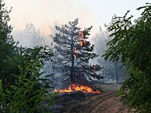 Эксперт оценил опасность пожара в Геленджике для туристов
