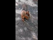 Дружелюбная белка поселилась в одном из дворов Костромы