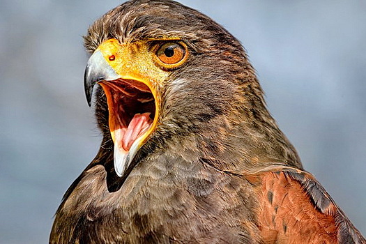 Ястреб-агрессор держит в страхе целую деревню