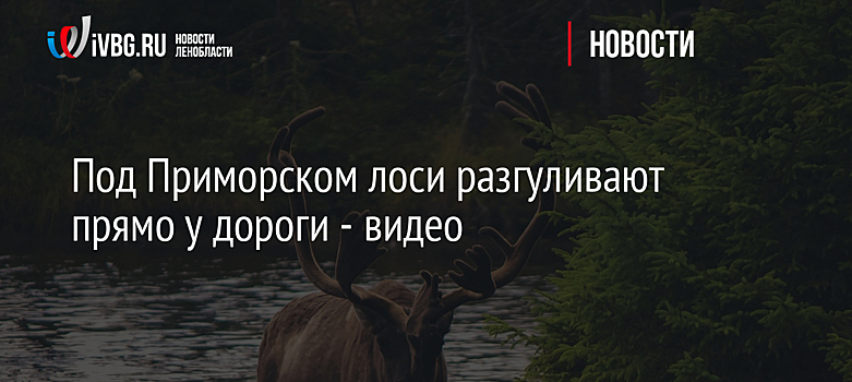Под Приморском лоси разгуливают прямо у дороги - видео