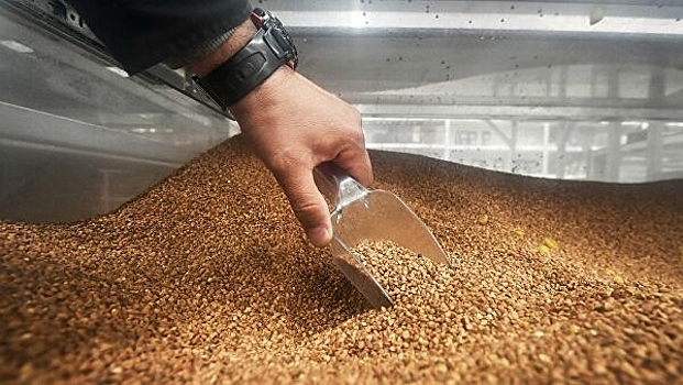 Правительство запретило вывоз гречки из России