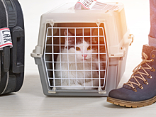 Что делать, если питомец потерялся в аэропорту