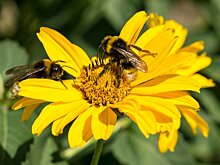 Терапевт Александрова рассказала о действиях на случай укуса пчелы