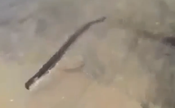 «То ли змея, то ли гигантский червь«: жительница Приморья сняла на видео «непонятное существо»