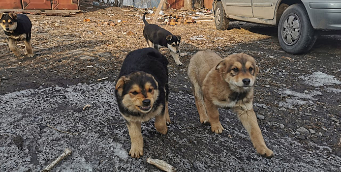 Собаки стали реже кусать хабаровчан