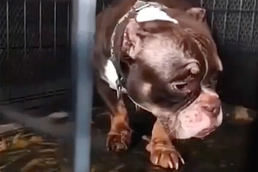 Подмосковный питомник обвинили в содержании собак «в аду»