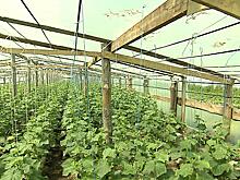 Нулевую налоговую ставку по единому сельхозналогу установят в Подмосковье