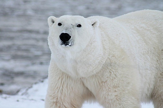 В библиотеке на Ухтомской отметили Международный день полярного медведя