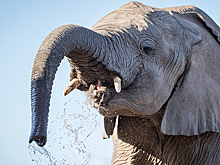 Слон напал на рабочего в цирке Казани