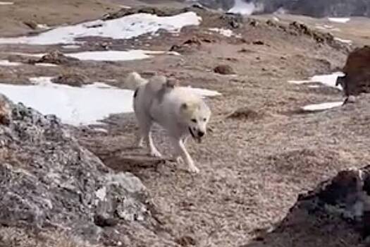 Хозяин рассказал о дружбе кота и катающего его на спине пса-алабая