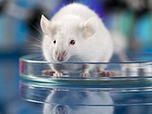 Американские ученые смогли обратить вспять старение мышей