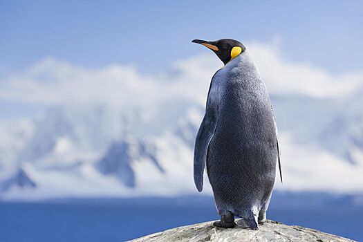 Учёные обнаружили птичий грипп у королевских пингвинов вблизи Антарктиды
