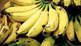 Аналитик предупредил о возможном исчезновении бананов с прилавков