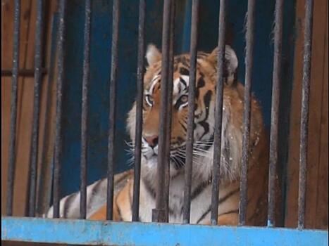 Для пострадавшего в Оренбуржье тигренка запустили благотворительную акцию