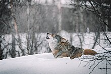 Популяция хищников увеличивается в лесах Рязанской губернии