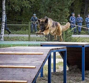 Служебная пенсия для служебных собак