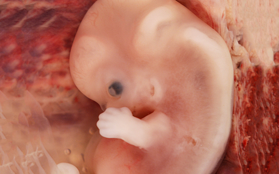 Цитокинез и основы эмбриологии