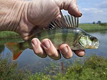 Центр охраны дикой природы РФ предупредил о появлении рыб-мутантов