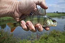 Центр охраны дикой природы РФ предупредил о появлении рыб-мутантов
