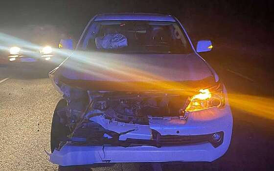 Хищник выскочил на дорогу: в Приморье автомобиль сбил амурского тигра