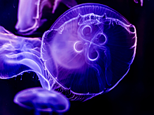Что делать, если ужалила медуза