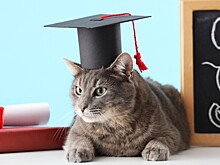 Кот по кличке Макс получит диплом американского университета