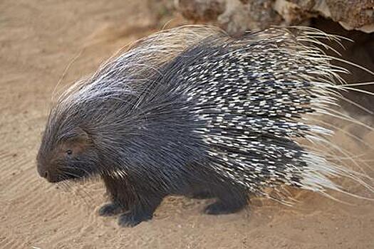 Ядерная установка пострадала от нашествия дикобразов