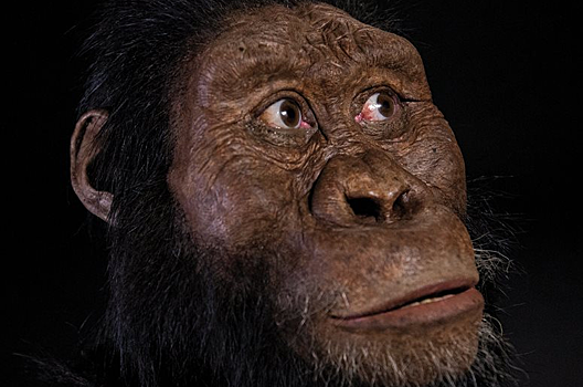 Реконструировано лицо древнейшего человека