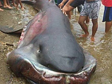 Страшный улов: дары моря, которые рыбаки боялись поднимать наверх