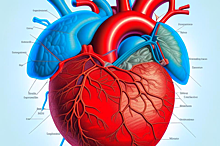 Новгородская область заявила о новом сотрудничестве в борьбе с болезнями сердца