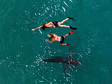 В Египте за акулами проследят через спутники