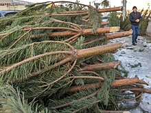 Со среды в Казани откроются елочные базары