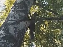 В Пензе куница залезла на березу во дворе на Минской
