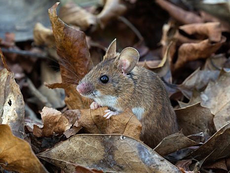 Чем отпугнуть мышей и как спасти деревья, которые пострадали от грызунов