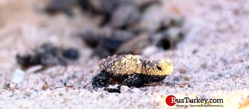Туристы в Бодруме обнаружили редких черепах (видео)