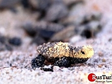 Туристы в Бодруме обнаружили редких черепах (видео)
