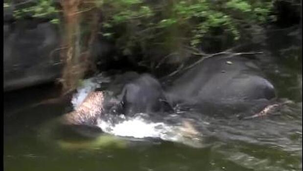 В Шри-Ланке спасатели и добровольцы сумели вытащить на берег канала взрослого слона