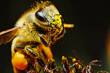 В США погибли пчелы на $1 млн